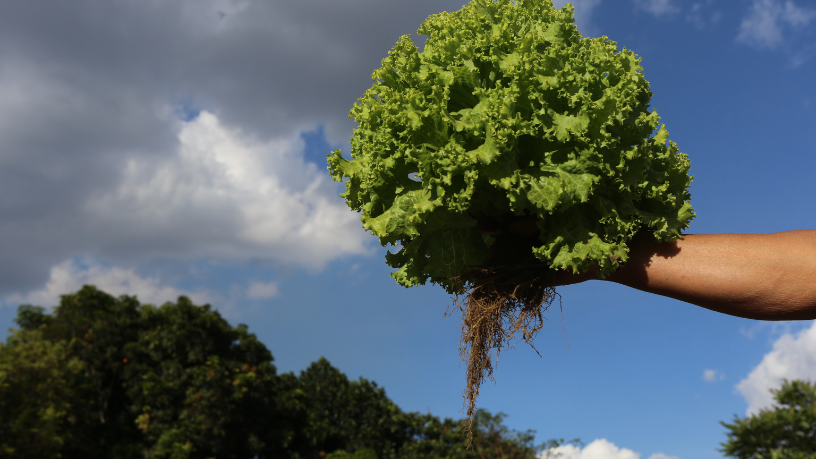 Agroecologia e colaboração são os pilares das hortas que transformam comunidades, explica Fabio Jose Gentil Pereira Rosa.